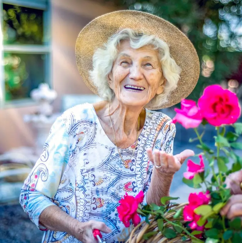 Senior woman cutting roses